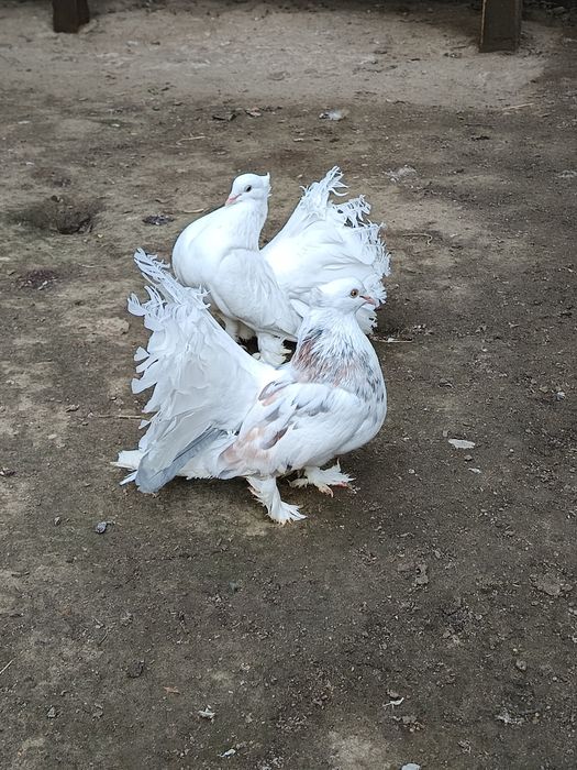 Porumbei de ornament voltati indieni spot saxon , bronzați.