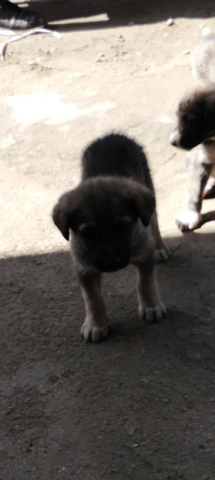 Kuchuklar sotiladi 70-ming 2ta moda 1 nar kami bor