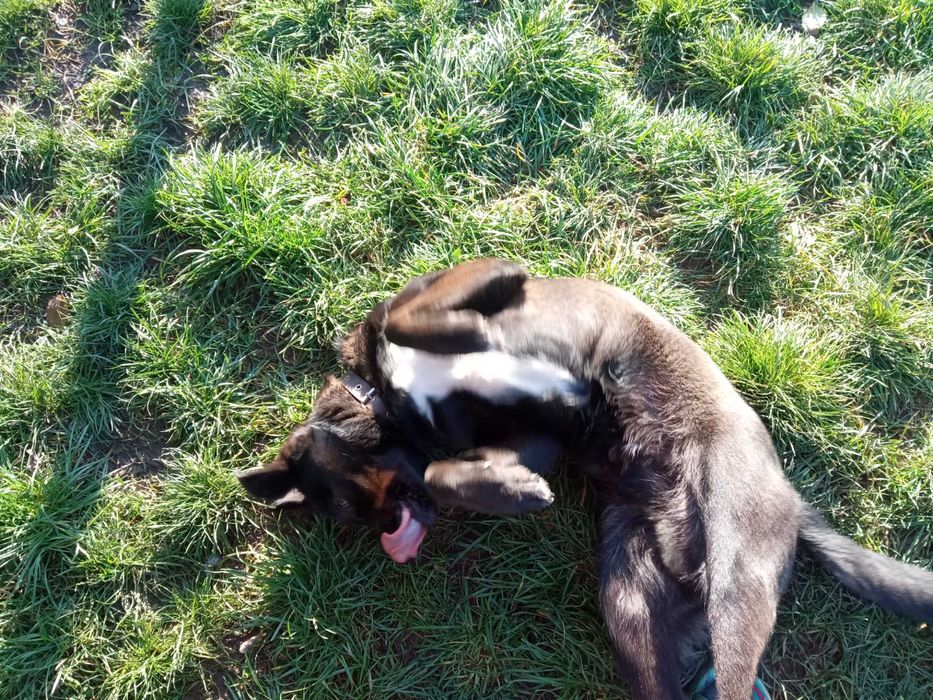 Макс си търси дом