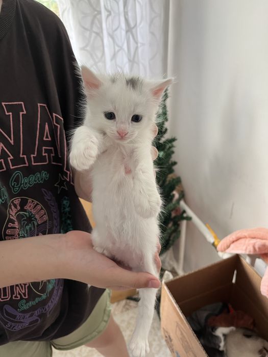 Котята кому надо 1месяц