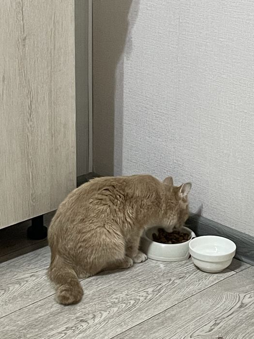 ПРОПАЛА КОШКА! В районе Ахмирова