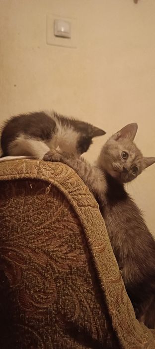 Отдам котяток в добрые руки