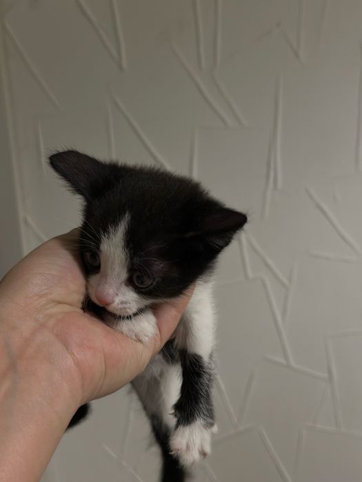 Котята в поисках дома