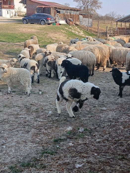 Vind 103 oi cu miei mari și frumoși