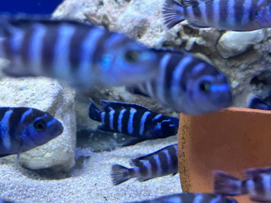 Дамасони рыбы продаются цена на размеру 4см до 7см