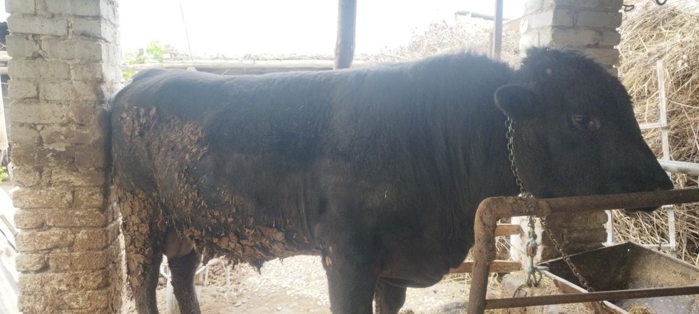 Букка сотилади манзил Когон