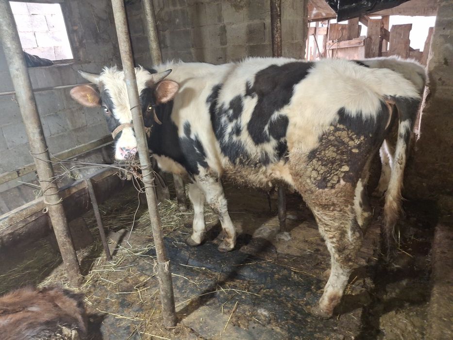 продам бычков домашние