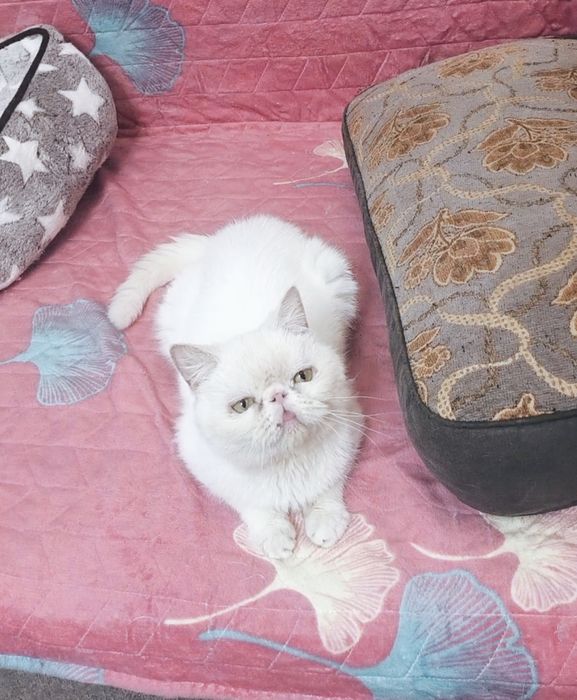 Экзотик из Проф.Питомника