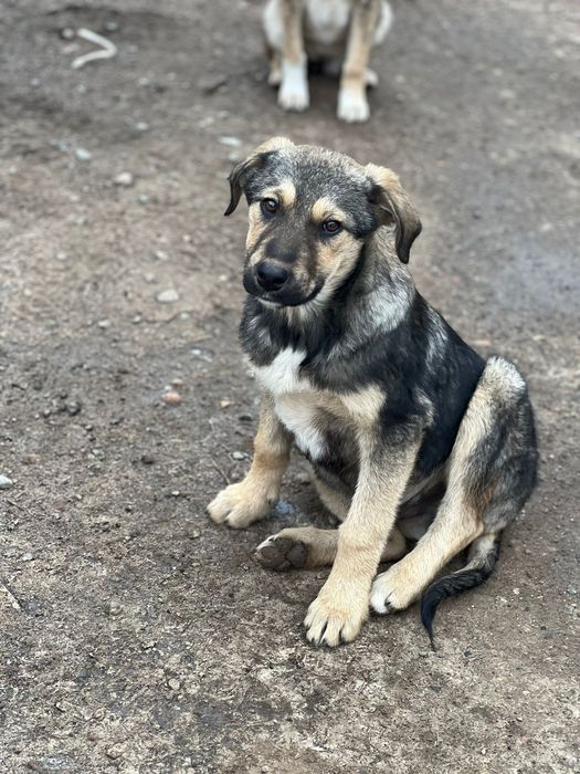 Отдам щенков  в хорошие  руки