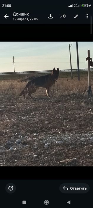 Сабака немес опчарка