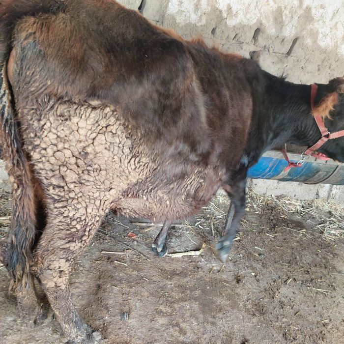 Бугоз 8 ойлик  сигир сотилади