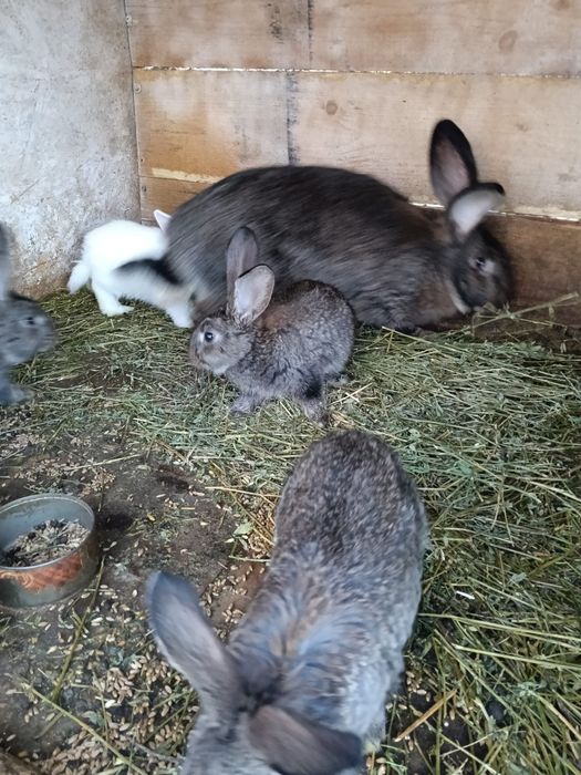 Vând iepurași mai multe rase