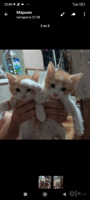 Отдам котят в хорошие руки бесплатно
