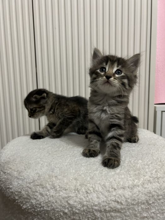 Отдаю котят в добрые руки!