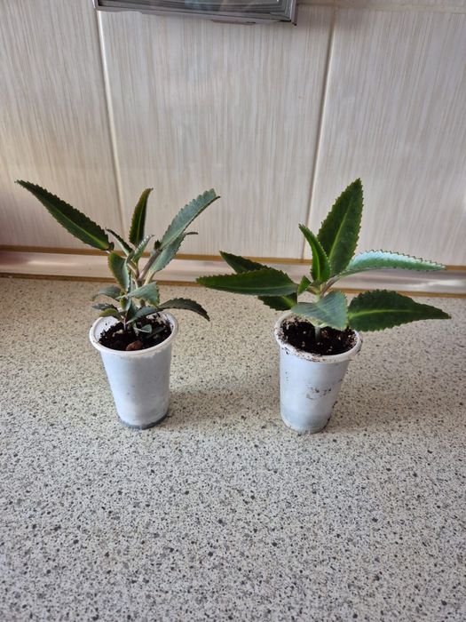 Цветы комнатные