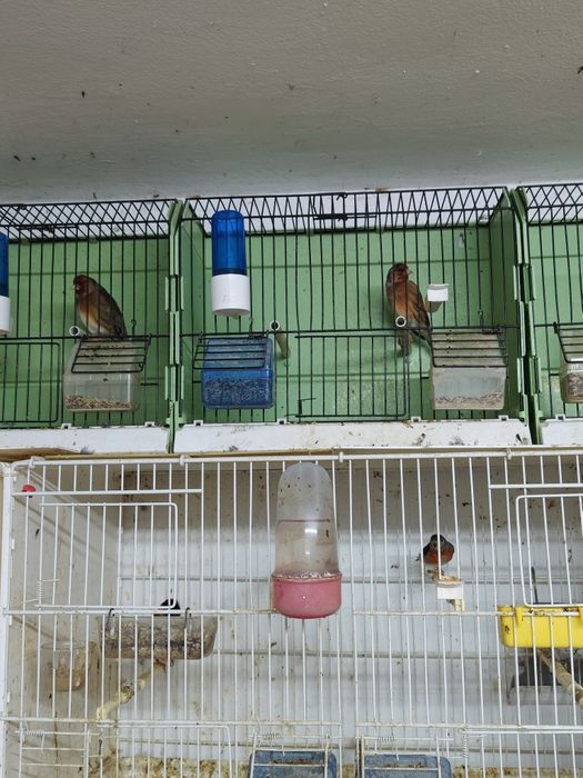 Canari și peruși de vânzare