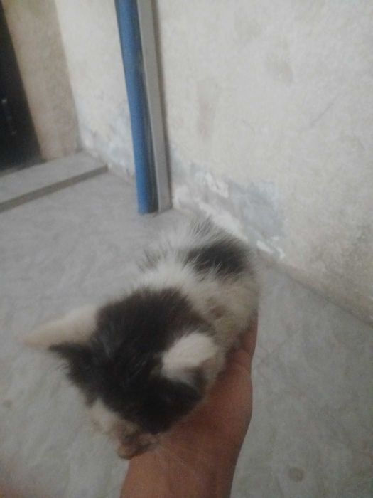 Отдам котёнка в надёжные руки