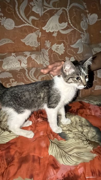 Қыз мысық момын , ласковая