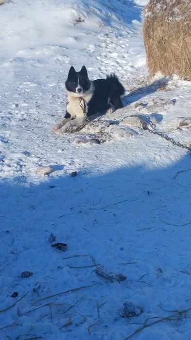 Лайка русского европейской