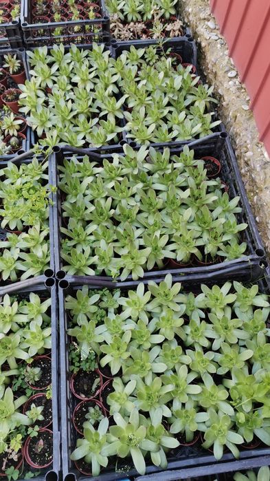 Plante pentru marturii