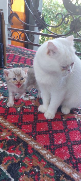 Продается котят