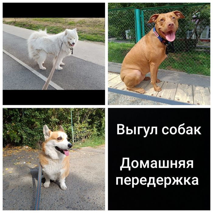 Выгул собак ! Передержка! Зооняня