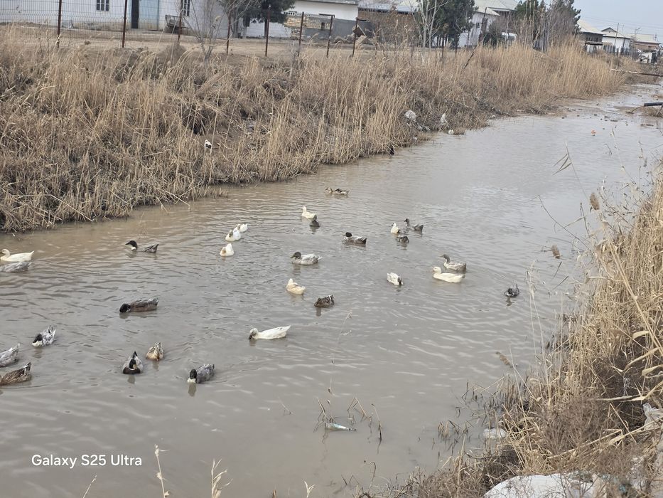 Урдак сотилади эркак ургочи аралаш
