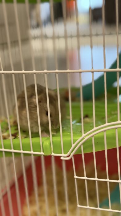Срочно продам два Хомяка и клетку