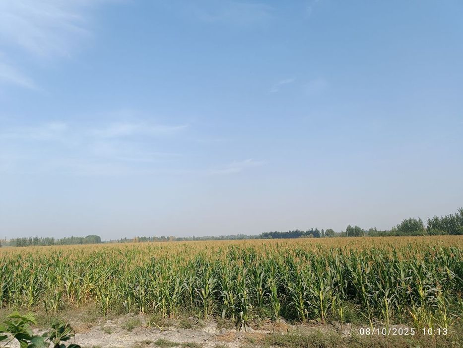 Silyos sotiladi donlik