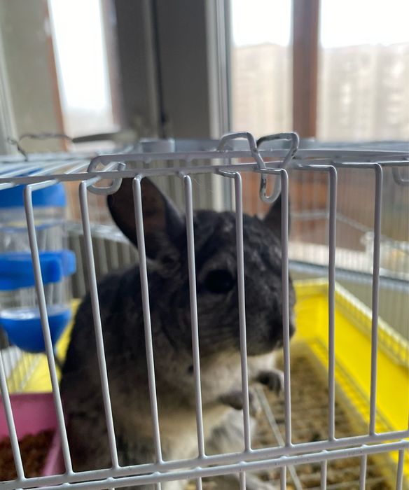 ШИНШИЛЛА продам мальчик