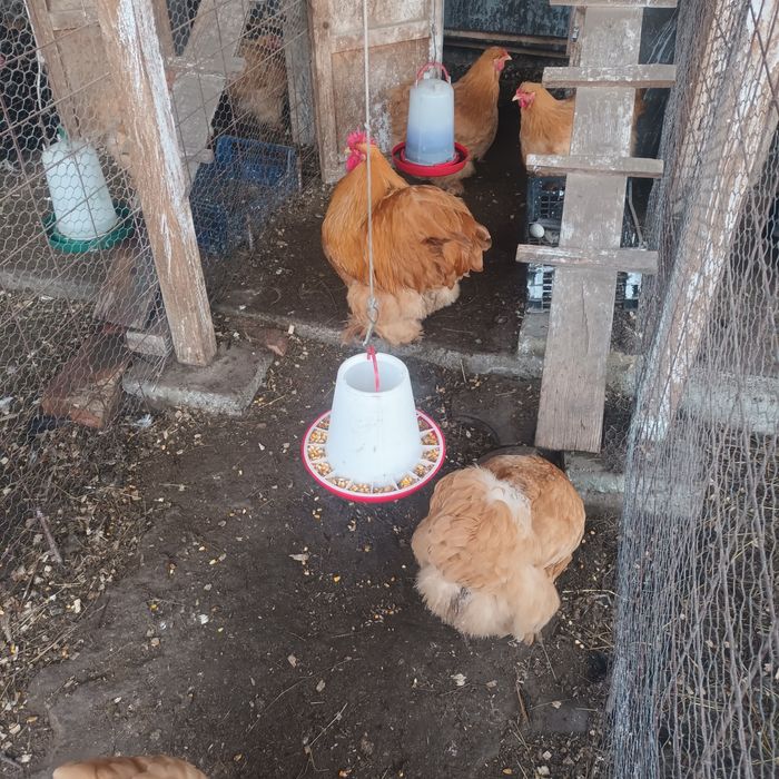 Familii Cochin galben uriaș și Brahma negru și albastru