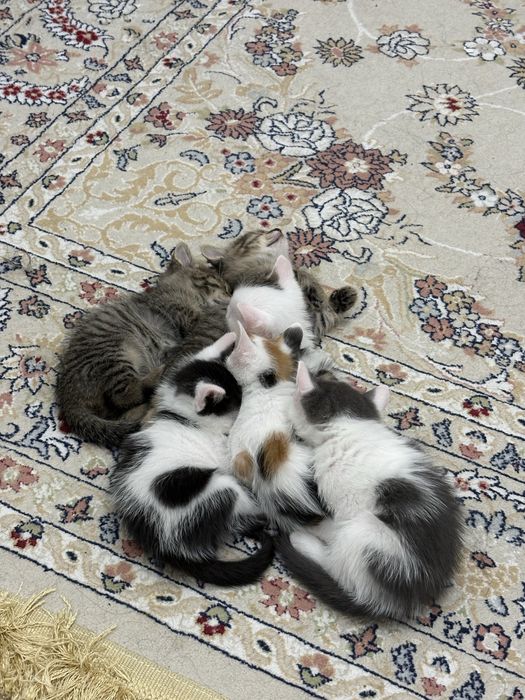 Отдаём котят в добрые руки
