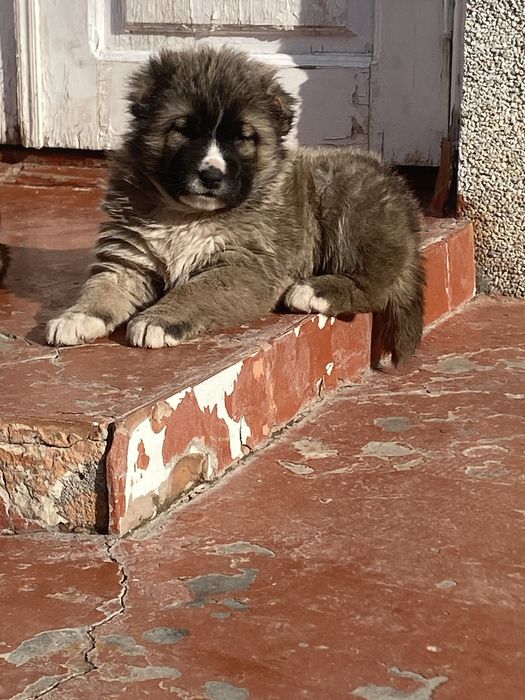 Alabay 28 kunlik qiz