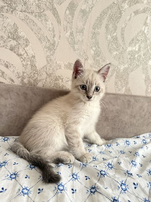 Отдам в добрые руки