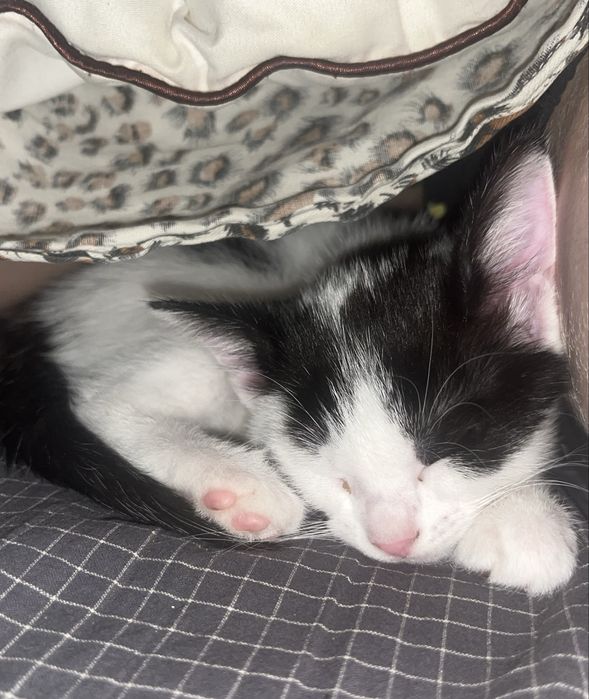 Котенок в добрые руки