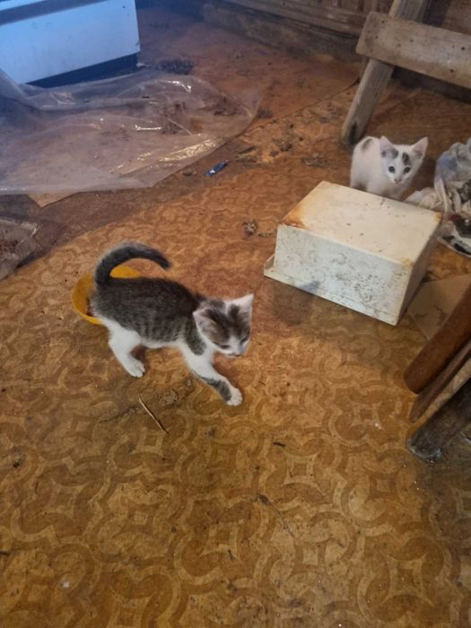 подарявам котета