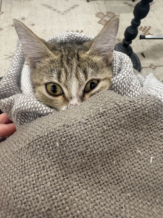 Котенок в добрые руки