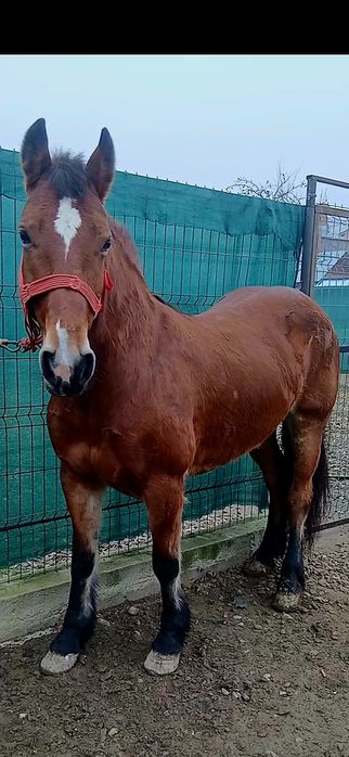 Iapa de vânzare de 6 ani