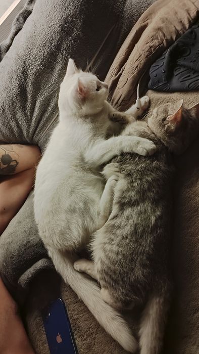 Ищем дом для белоснежного котика