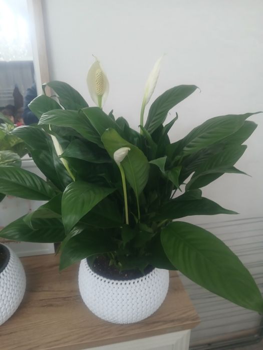 Цветы комнатные для дома и офиса