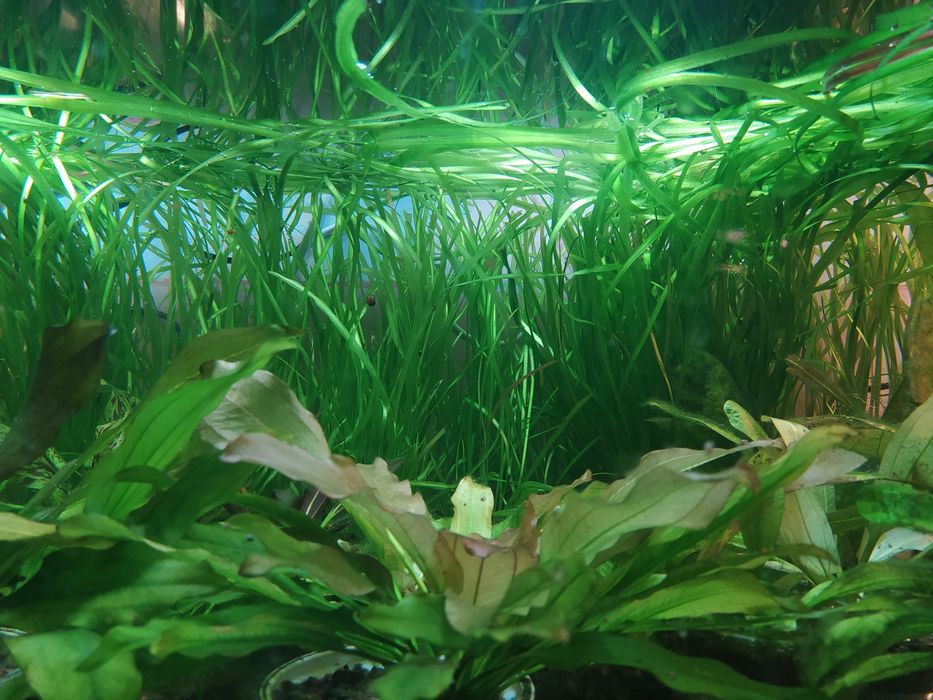 Продается аквариумное растение Валеснерия