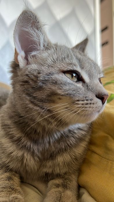 Отдам даром в добрые руки