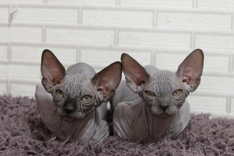Котята канадского сфинкса