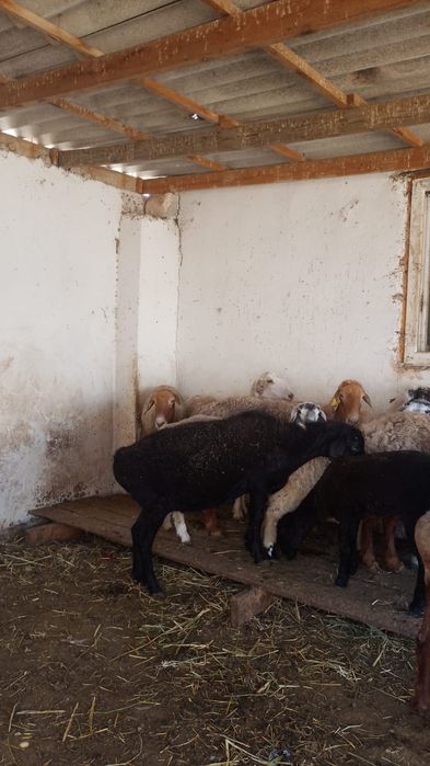 Семіз қойлар сатылады