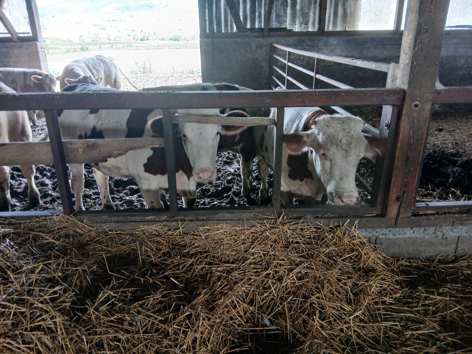 Animale domestice