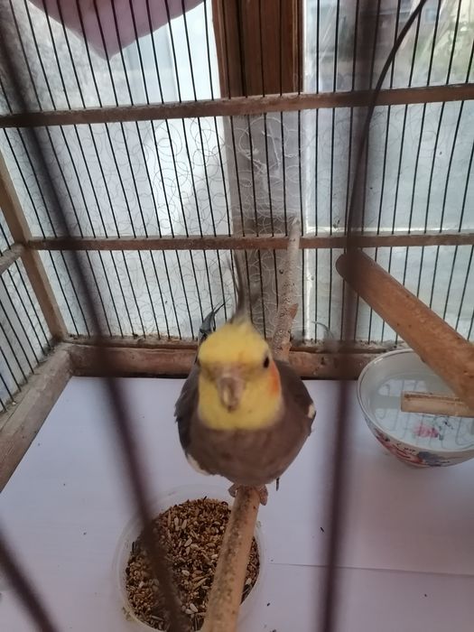 Продам попугаев карэлла самец и самка