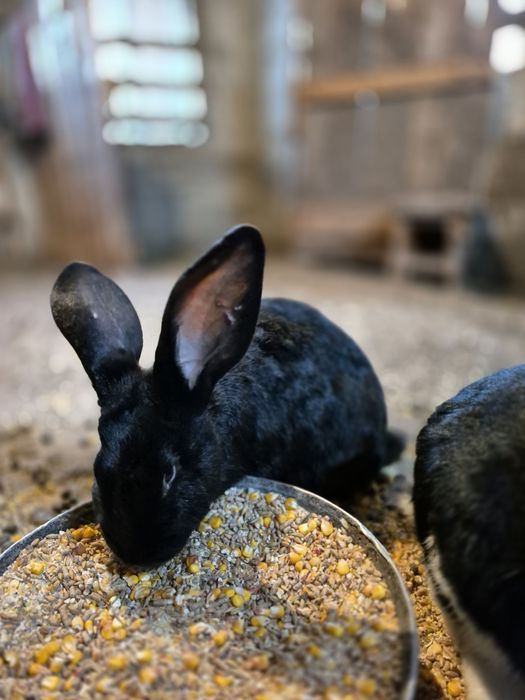 Vând iepuri ,3 iepuroaice ,2 iepuroi