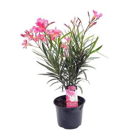 Leandru ( avem toate culorile in stoc )