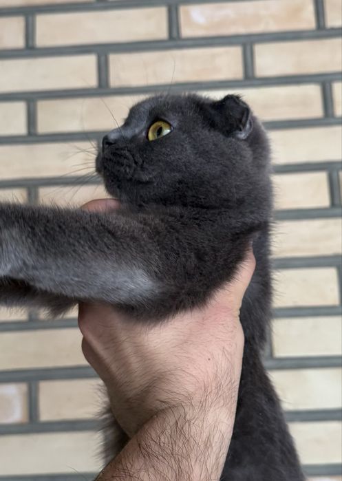 Скотиш фолд девочка
