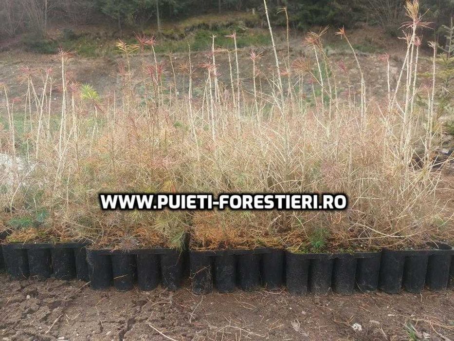 Puieti containerizati larice (Larix decidua) apti de plantat